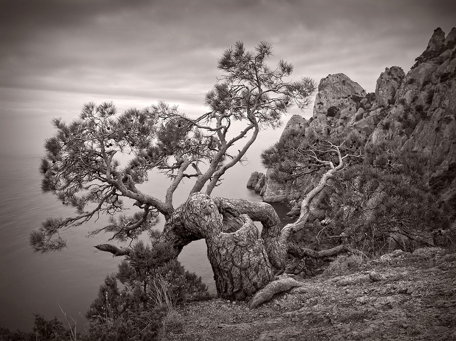 Pine under sea | black and white, rock, trees, rendering, pine