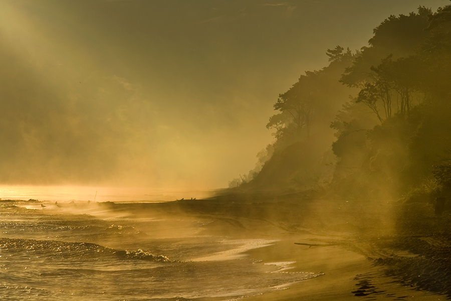 Wild island | sea, shore, mist, waves, trees, sunlight