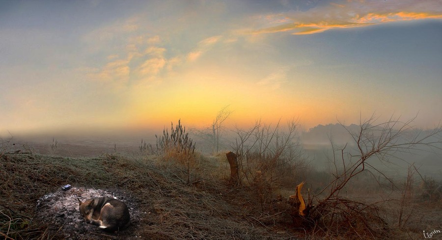 Sleeping dog | mist, dawn, autumn, animals, dog