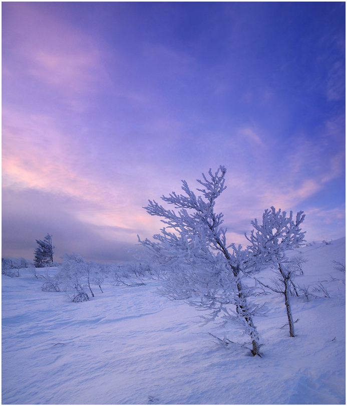 Touching the sky | sky, snow, winter, hoarfrost, northern sky