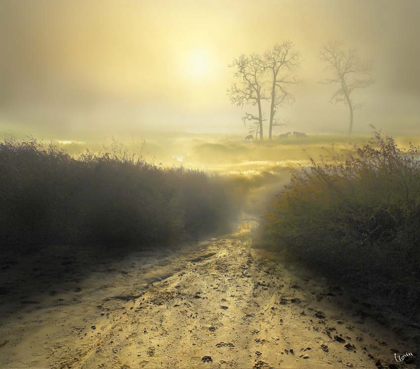 Morning and light | mist, light, pathway, beams, animals