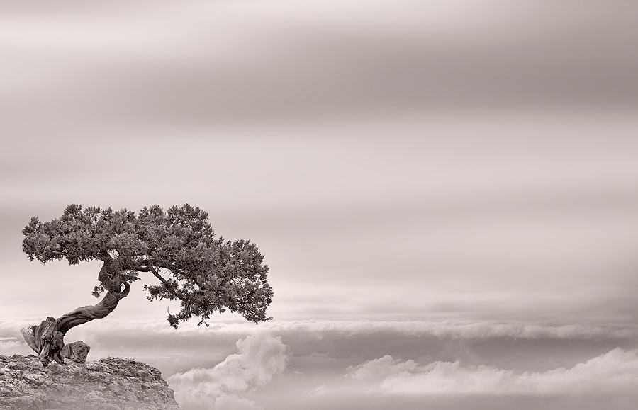 deja vu | clouds, pine, desaturation, cliff