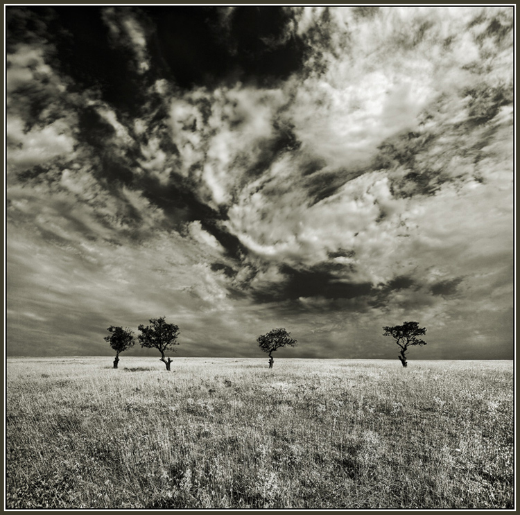 Old almond garden | field, panorama, almond, desaturation, rendering