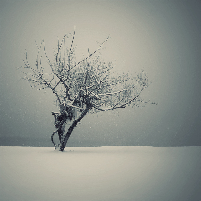 Stairway to heaven | snow, tree, winter, snowfall