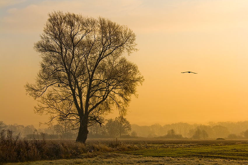 Cerulean | sky, field, tree, warm light, bird