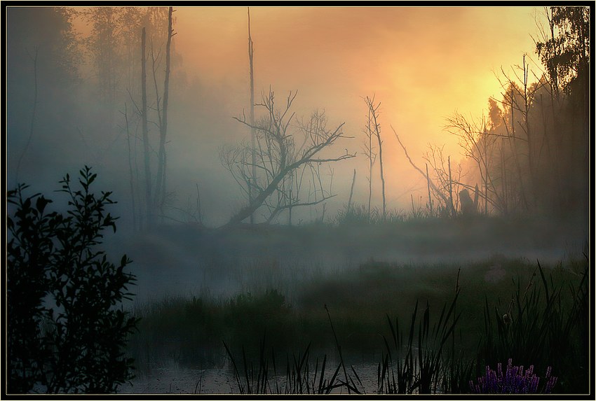 Swamp | fog, morning, rush, swamp