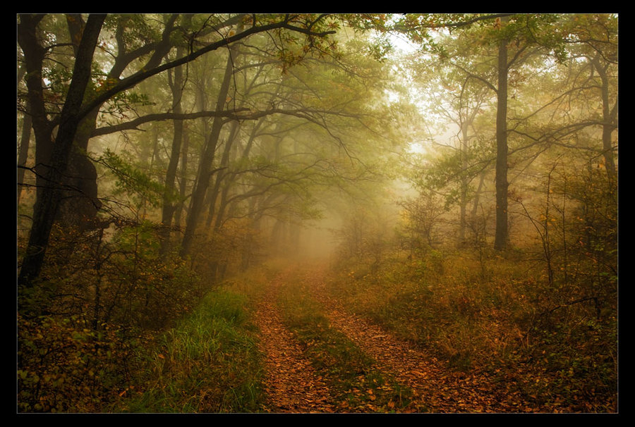misty wood | forest, fog, autumn, pathway