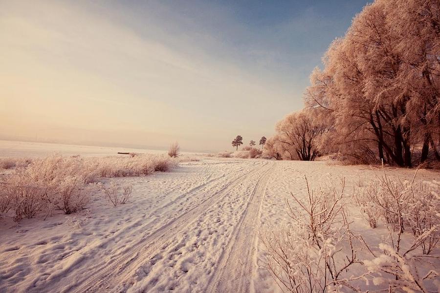 Winter beach | forest, field, snow, trees, pathway