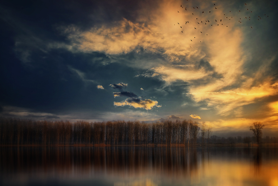 sense of spring | trees, lake, sky, spring, birds
