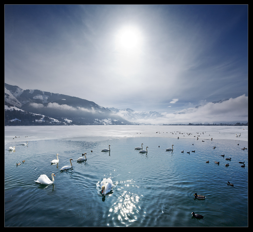Swan lake | mountains, lake, sun, swan