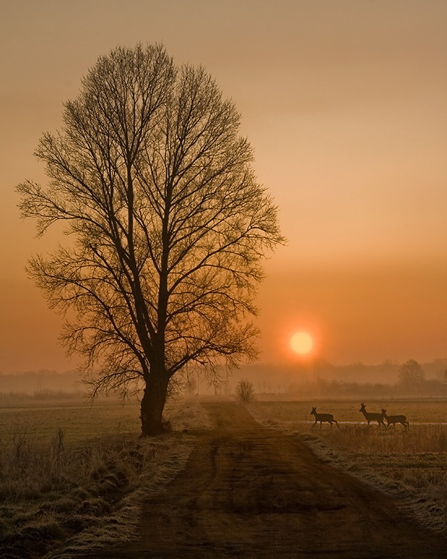 Crossing | road, dawn, sun, animals, tree