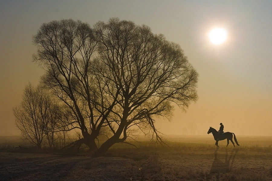 Kazbek | horseman, trees, morning, sun