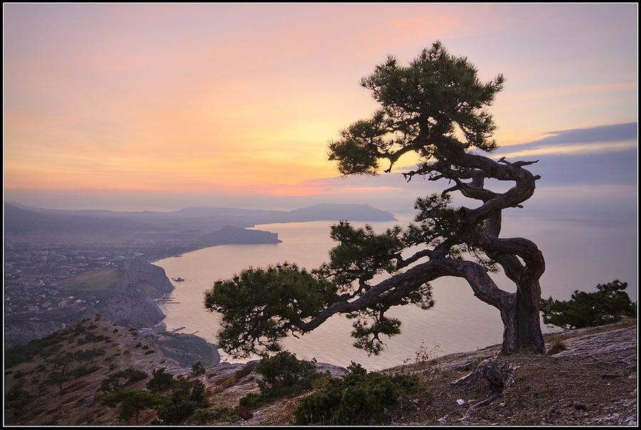 Awakening | cliff, pine, morning