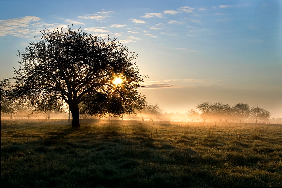 Apple garden | field, garden, tree, mist, sun