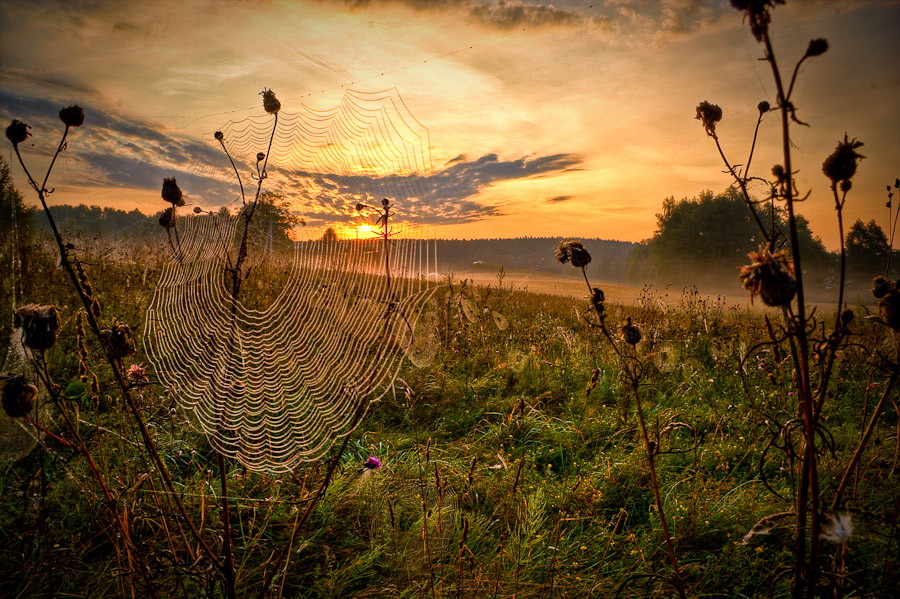 Cobweb and the sun | morning, sun, field, sky, cobweb