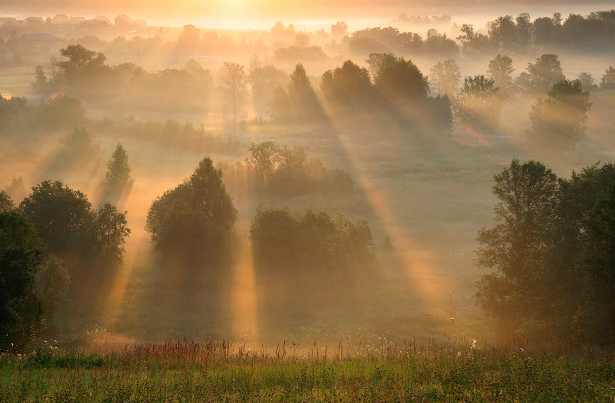 Reborn | morning, field, beams