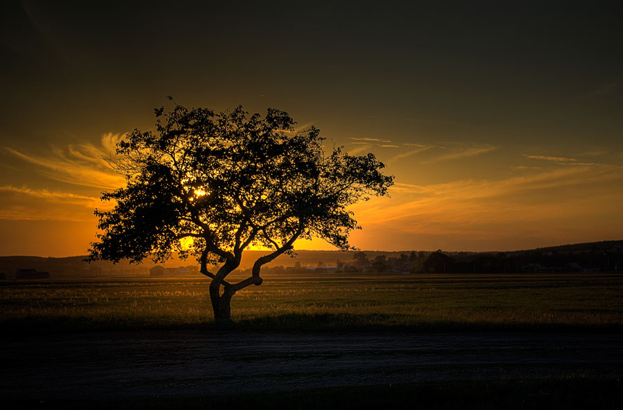 Sunset | sun, field, tree