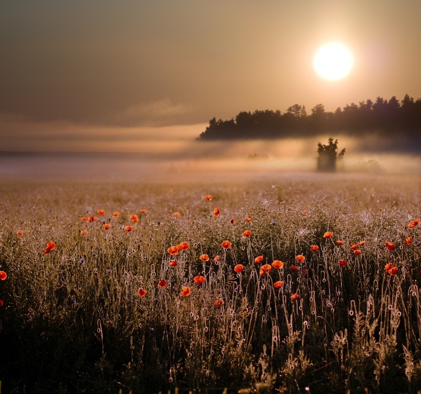 To the sun | flowers, hdr, mist, sun, field, poppies