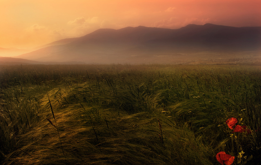 Peaceful place | flowers, mist, field, mountains, poppies