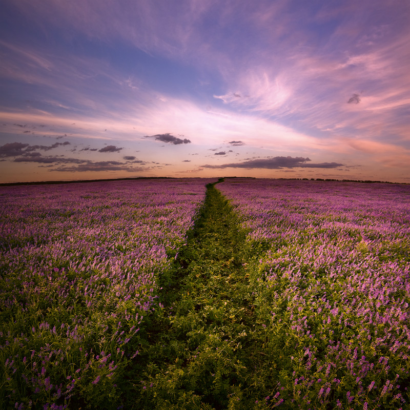 Where the skyline ends | pathway, field, sky, skyline , flowers