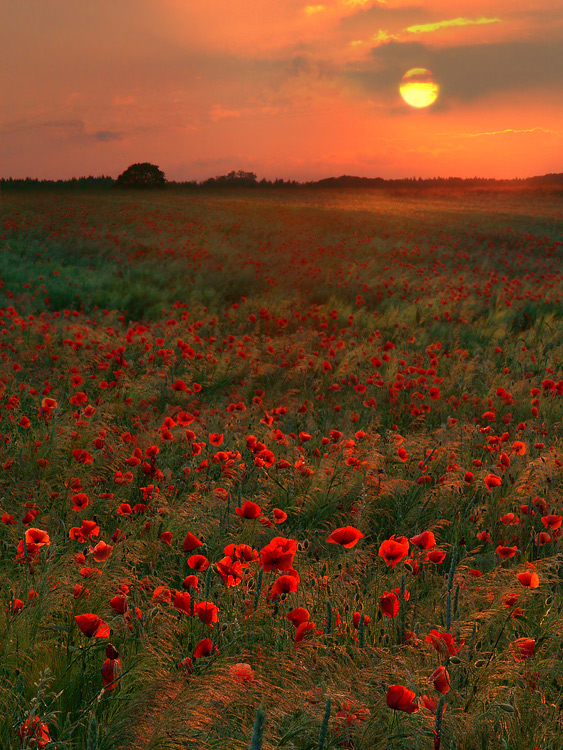 Poppy Land | field, dusk, sun, flowers, poppies