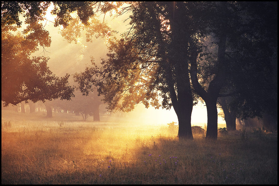 Fogs | beams, silhouette, sunlight, fog