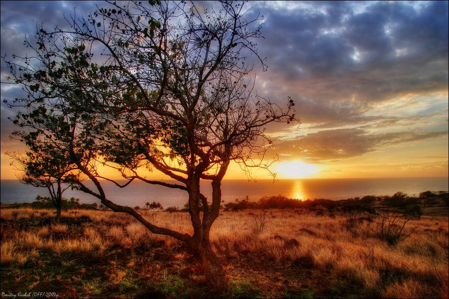 Hawaiian sunset | tree, sunset, ocean