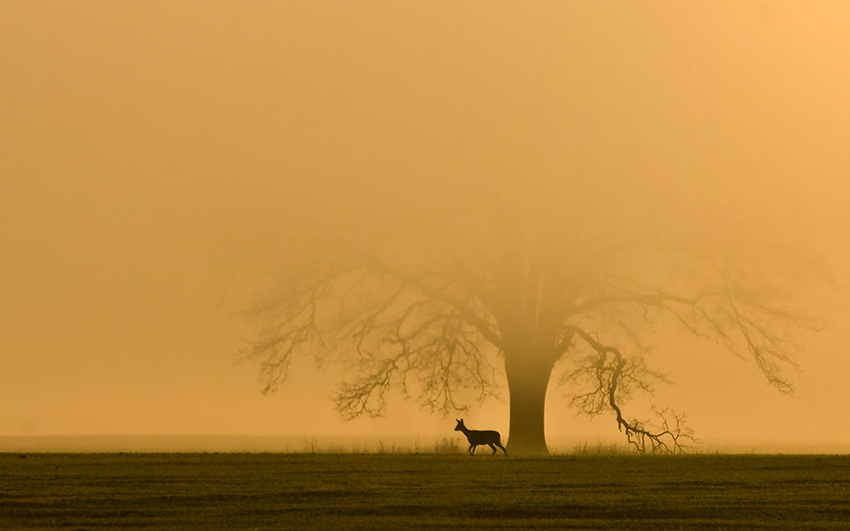 Silhouettes | tree, animals, silhouette, fog