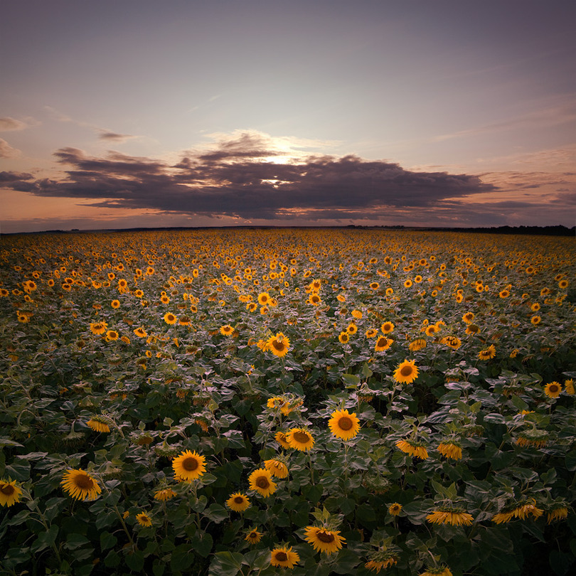 In sunflowers (part 2) | sky, panorama, field, flowers