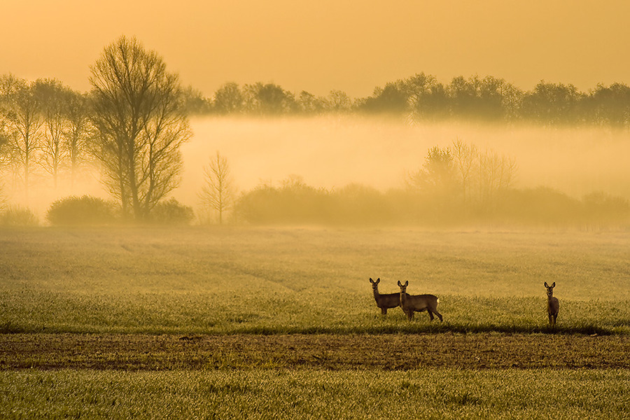 Deer | animals, field, sunrise, fog