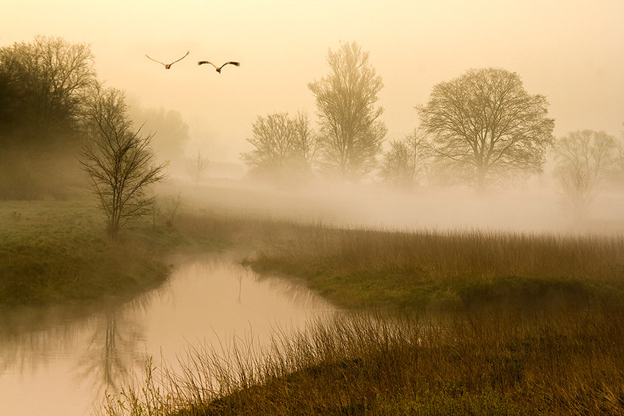 Birds | swamp, river, fog