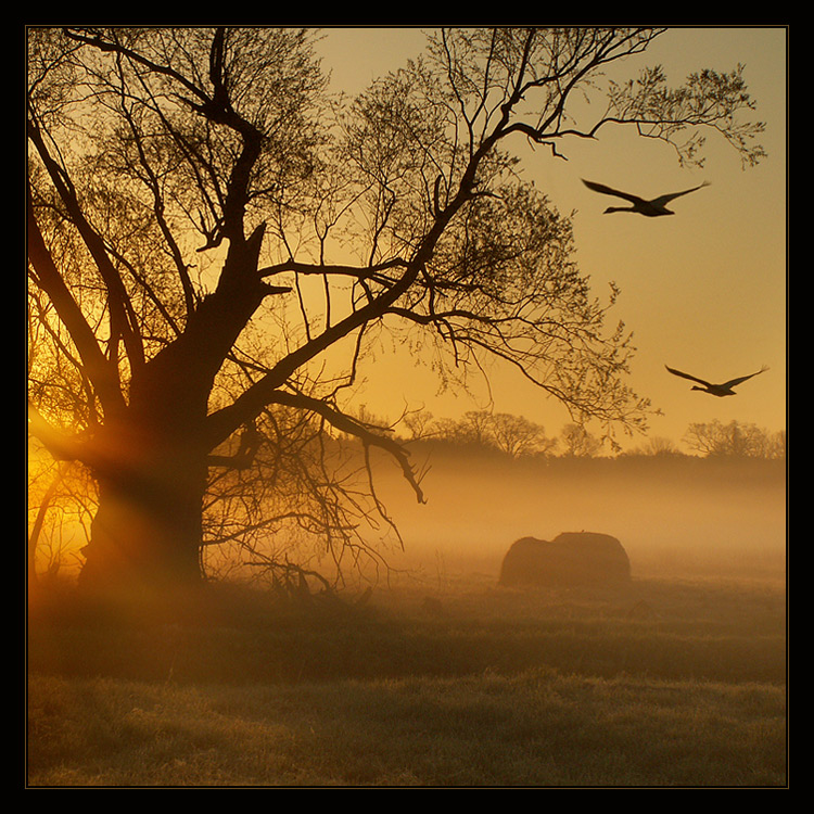 Fog | tree, sunset, field, silhouette