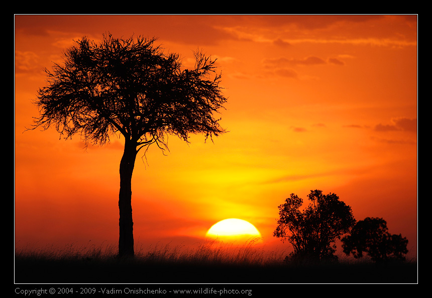 Sunset at Masai Mara | sunset, silhouette