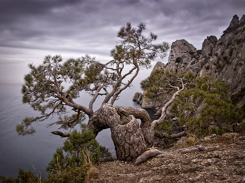 Dragon | sea, rocks, pine