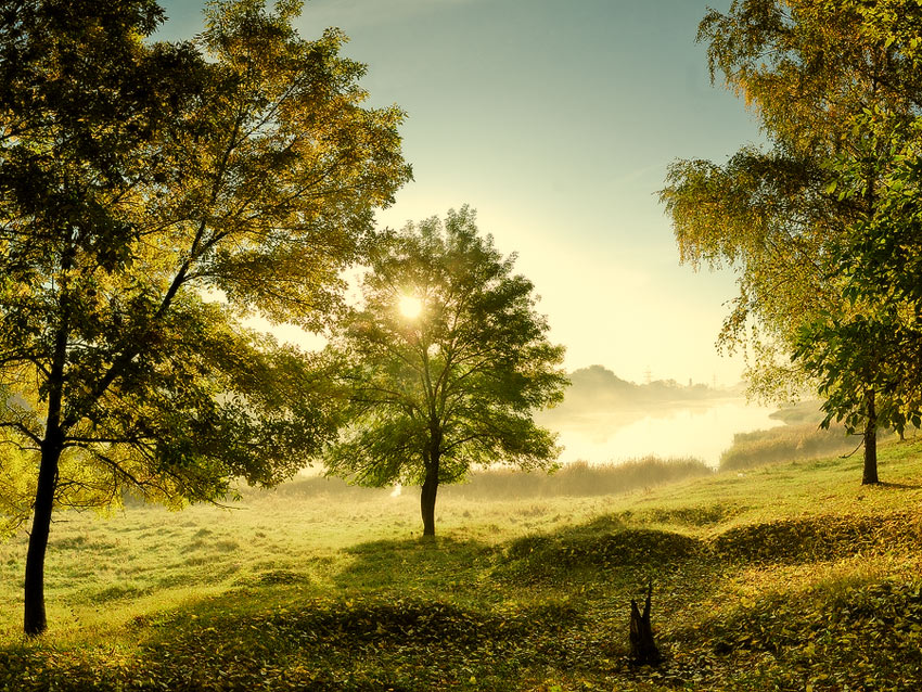 Sunny october | trees, green, sunlight