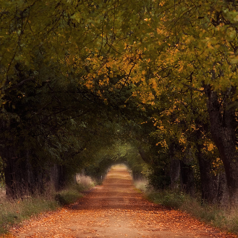 Dark Valleys | alley, road, leaves, autumn