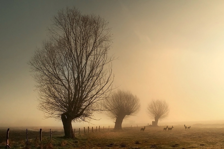 White Willows | trees, animals, field, silhouette, fog