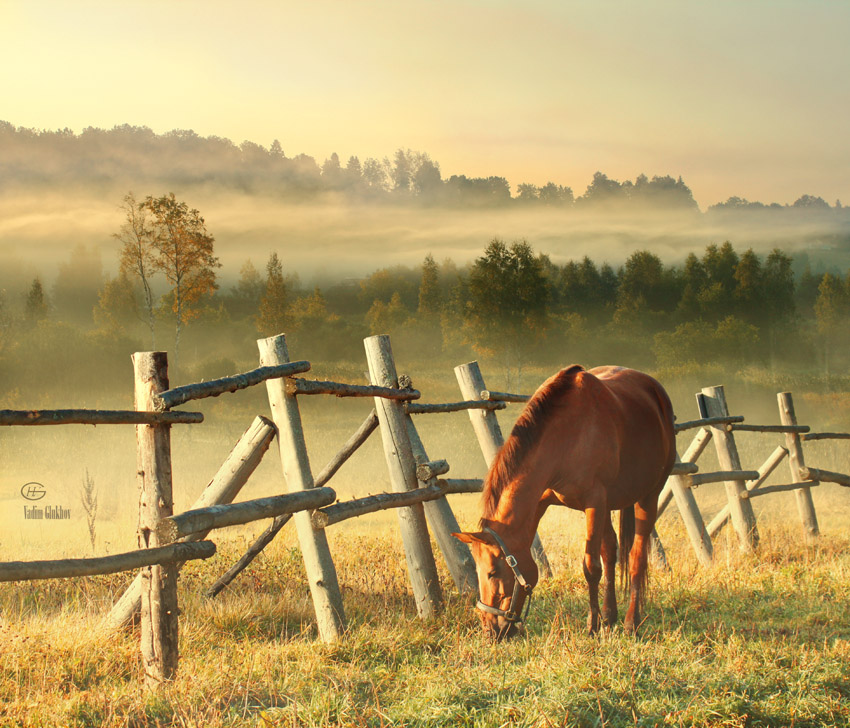 By the fence | trees, animals, fog