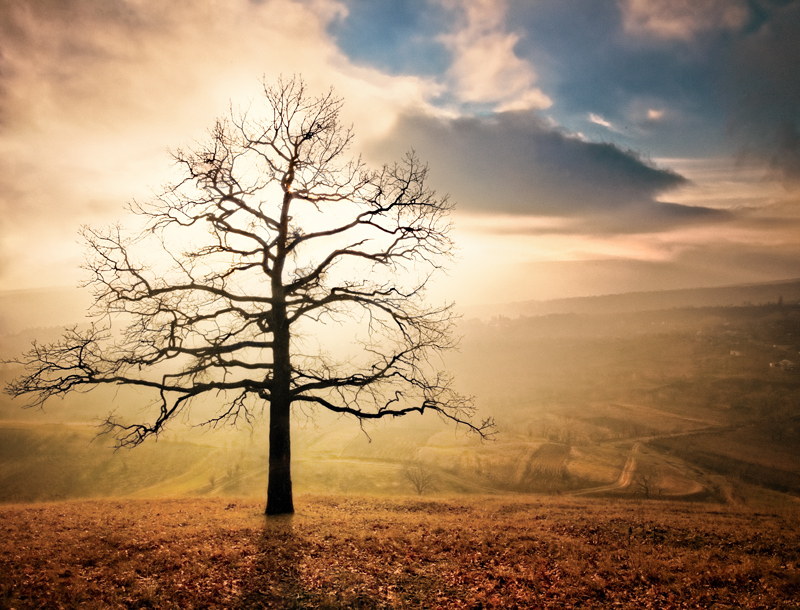 Where dreams will guide you | silhouette, dawn, panorama, tree