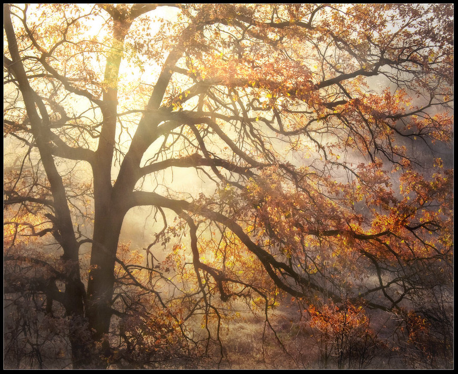 Ghost of autumn | sunlight, autumn, tree