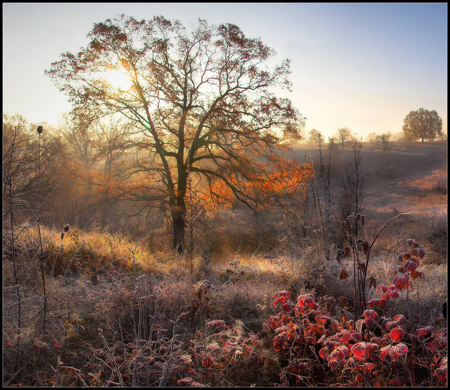 Real Autumn Magic | hdr, sun, field, autumn, tree