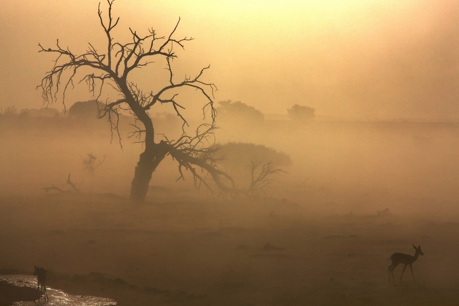 Sand Storm | tree, animals, silhouette, fog