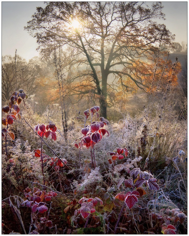 Hoarfrost on raspberry bushes | tree, hoarfrost, sun