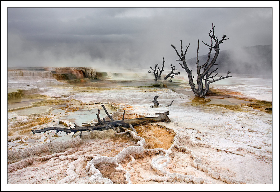 Yellowstone Springs | branches, fog