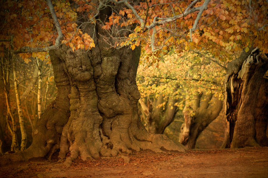 The ents are getting fat  | tree, leaves, autumn