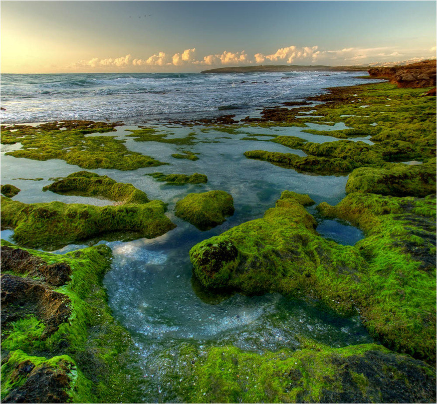 About brown rocks in green velvet | surf, sea