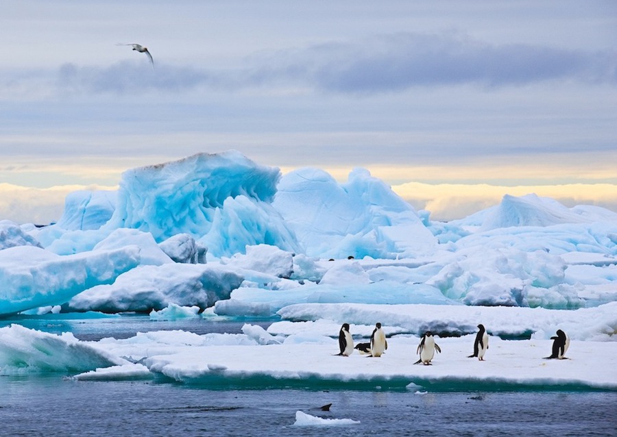 Penguins | animals, ice, sea, snow