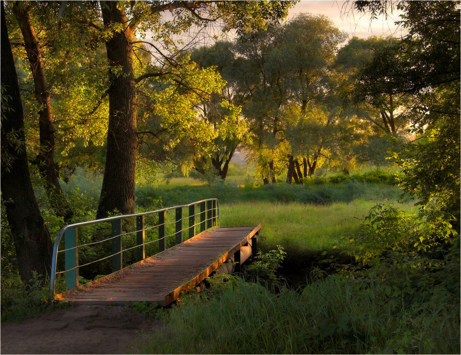 Curly summer evenings | bridge, forest