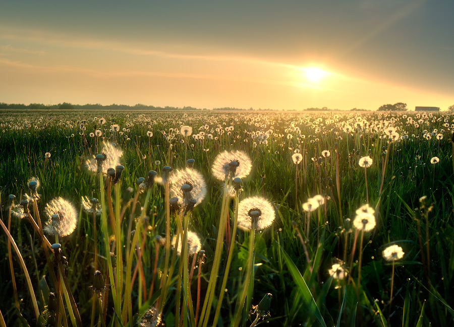 Burning from the inside | flowers, sun, field