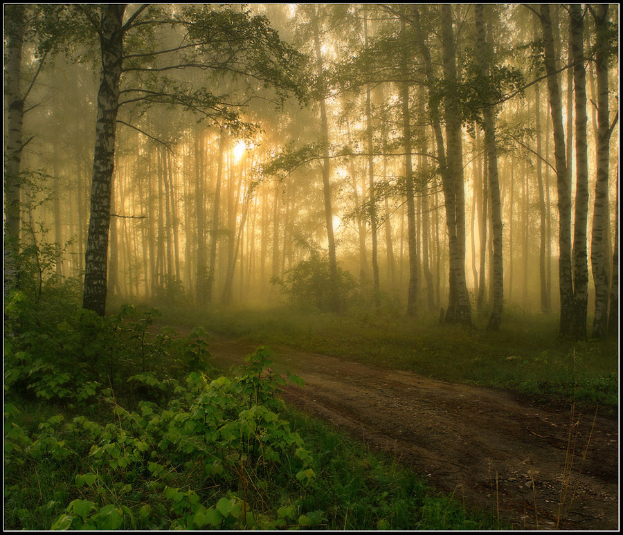 Morning in the fog | fog, pathway, forest